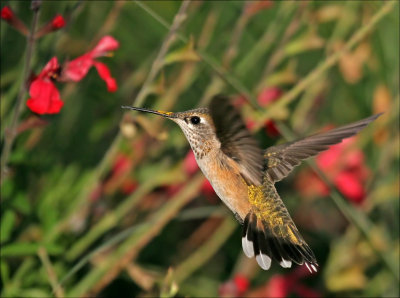 Allen's Hummingbird (Female)