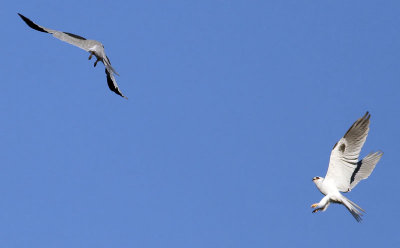 White-tailed Kites  #3 of 9