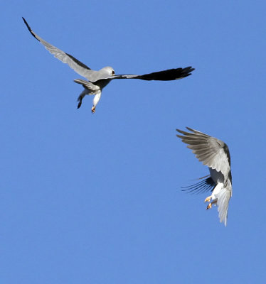 White-tailed Kites  The intruder turns to meet the attack  #4 of 9