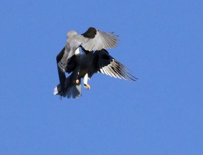 White-tailed Kites  #6 of 9