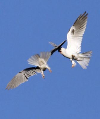 White-tailed Kites  #7 of 9