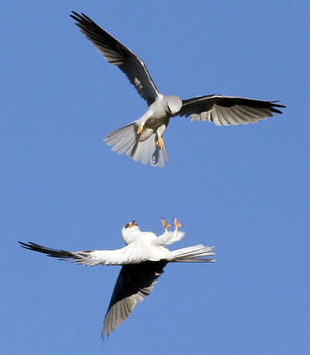 White-tailed Kites  #8 of 9