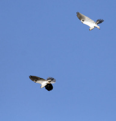 White-tailed Kites   #9 of 9