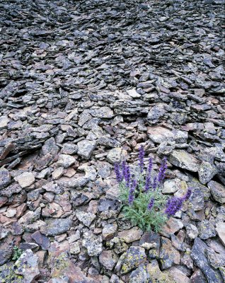 Lupine on the Rocks