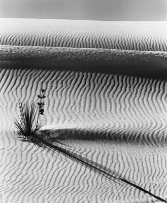 Yucca and Sand Bank