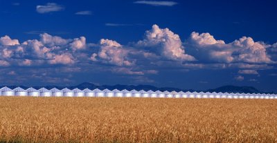 siloswheat67.jpg