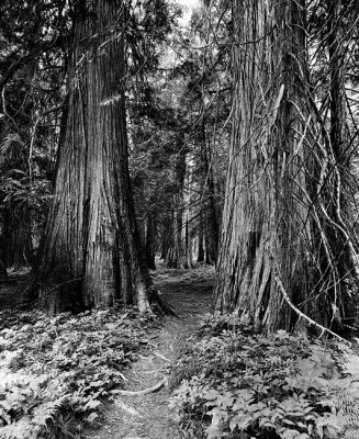 redcedar3.jpg