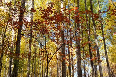 poplardogwoodBRMC.jpg