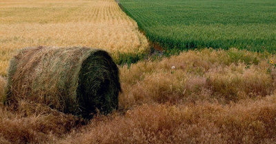 crops.jpg