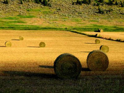 Haybales near McLeod