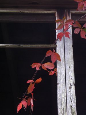 windowcreeper.jpg