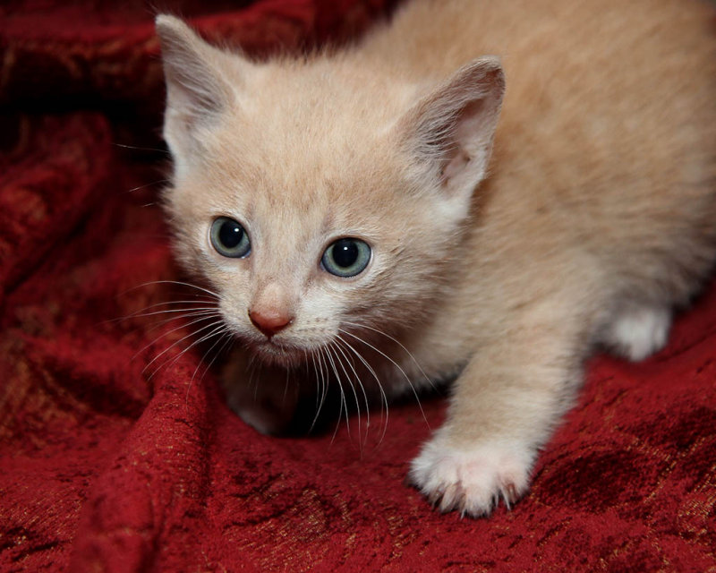 Kitten_2.