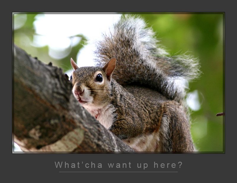 Squirrel_1
