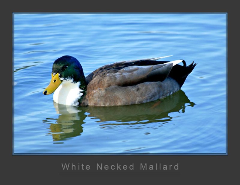 White Necked Mallard