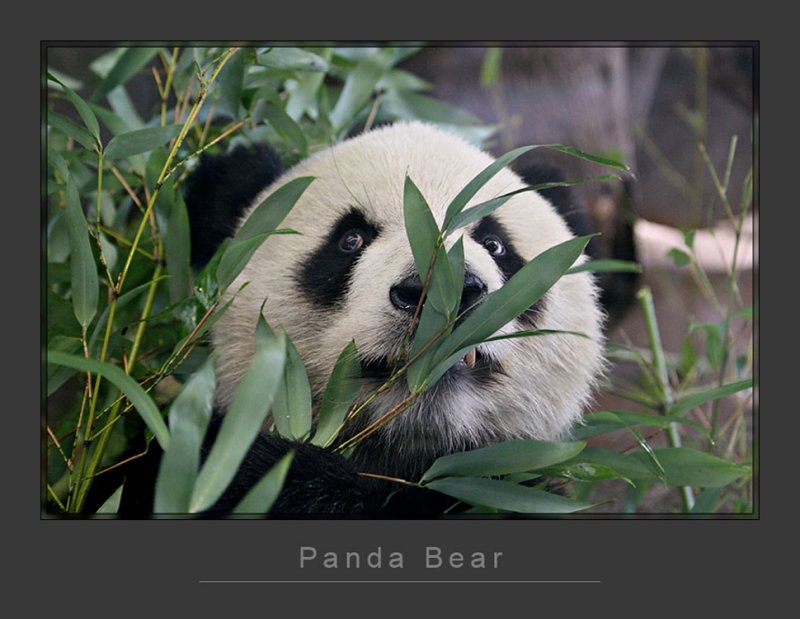 Panda4