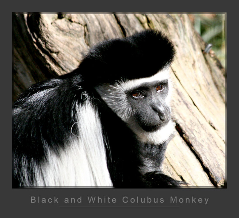 Black & White Colobus Monkey