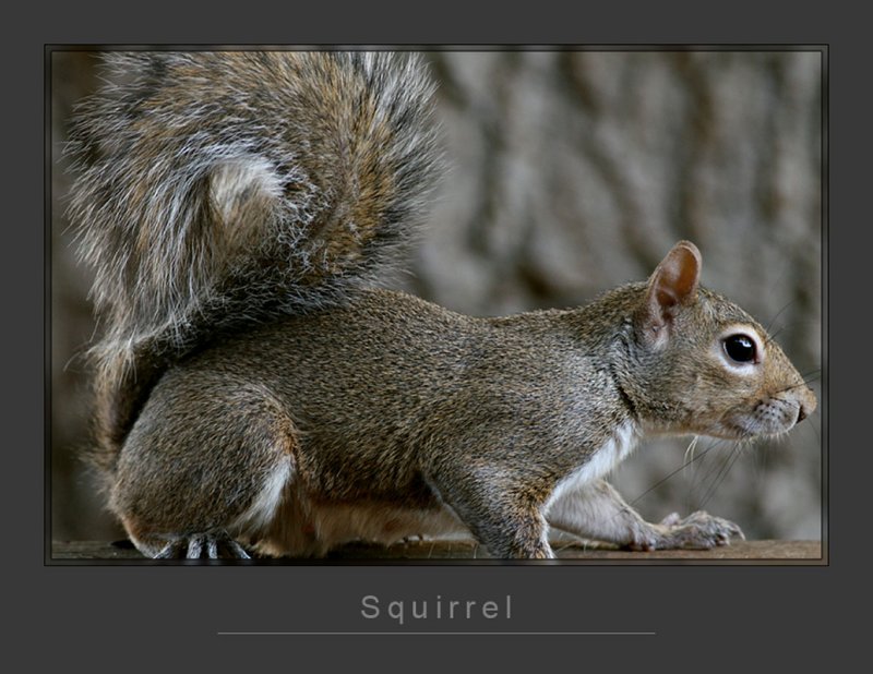 Squirrel