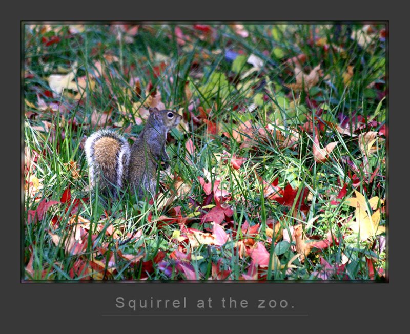 zoo squirrel