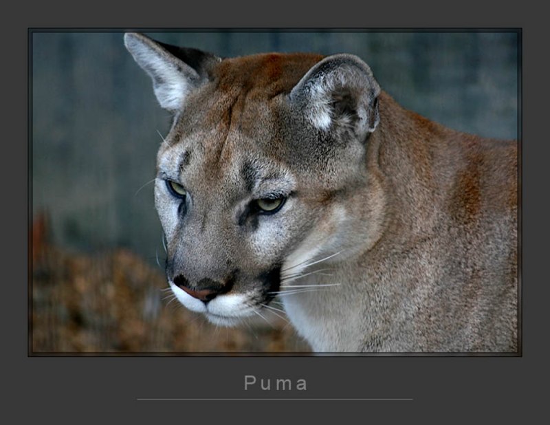 Puma