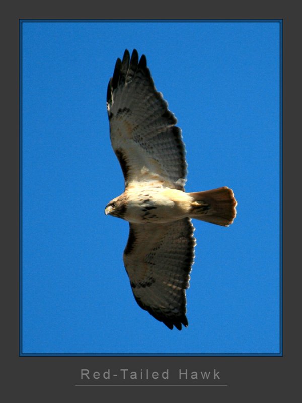 Red-Tailed Hawk