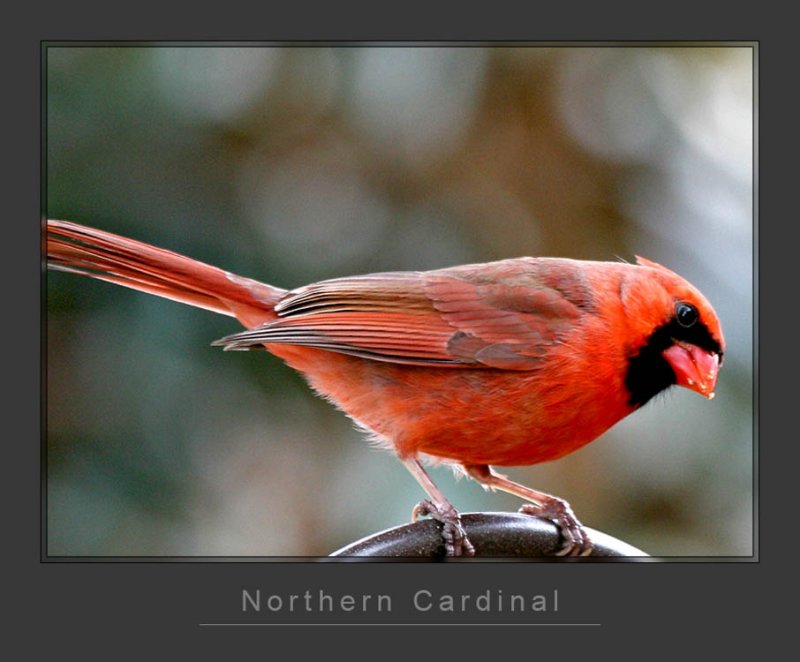 Cardinal