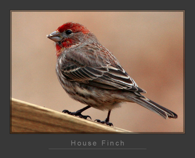 House Finch