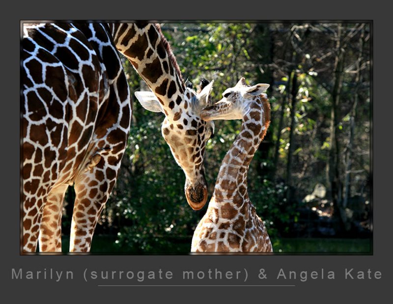 Giraffes