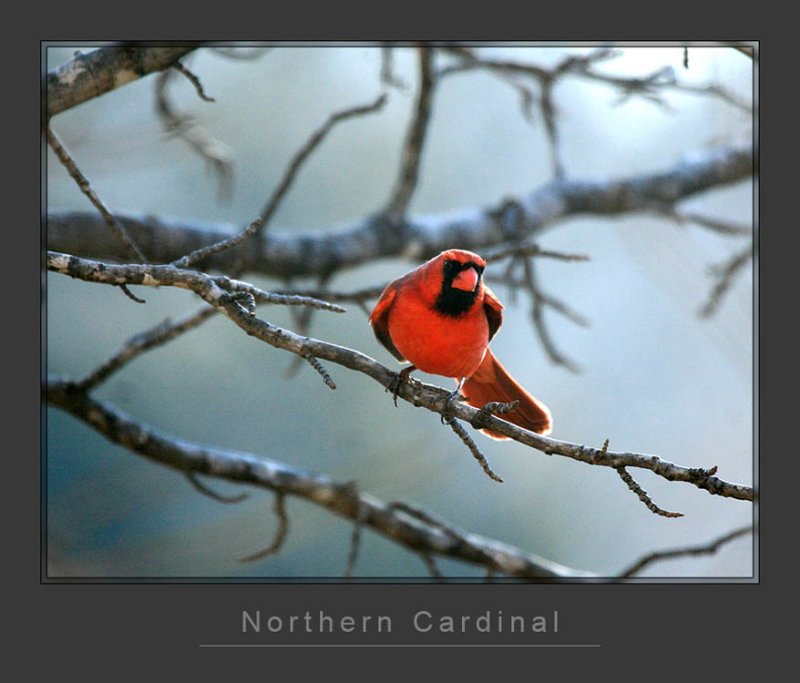 Cardinal