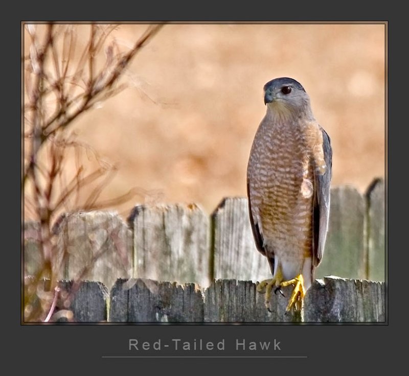 Sharp Shinned Hawk (Thanks Tom!)