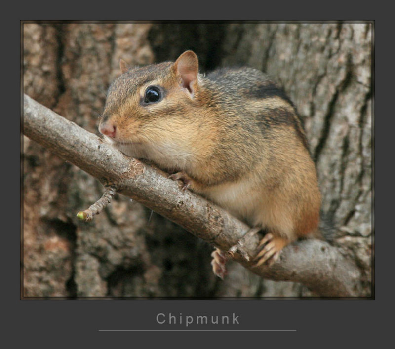Chip_08