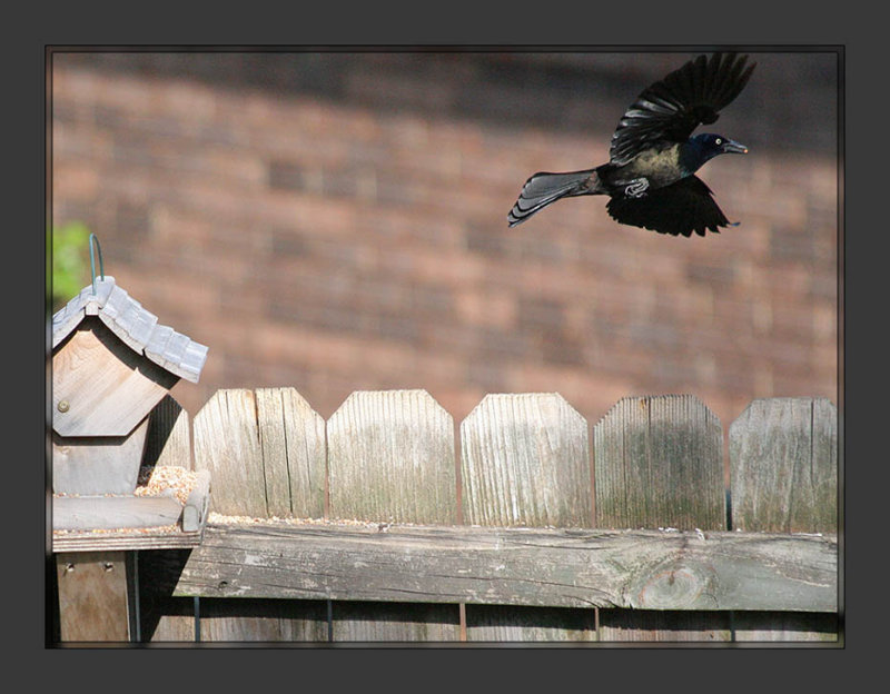 Blackbird