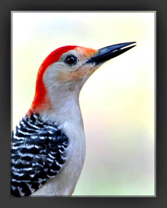 Red Bellied Woodpecker