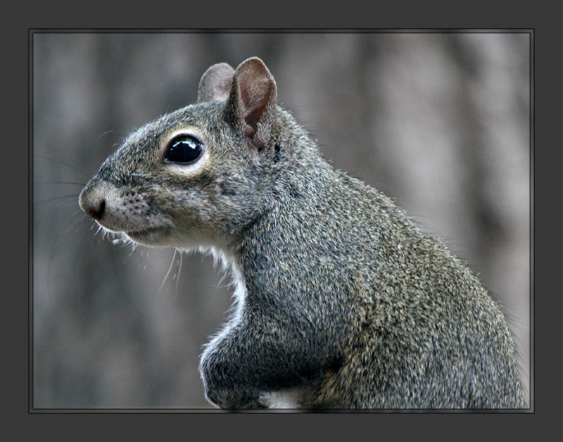 Squirrel_1