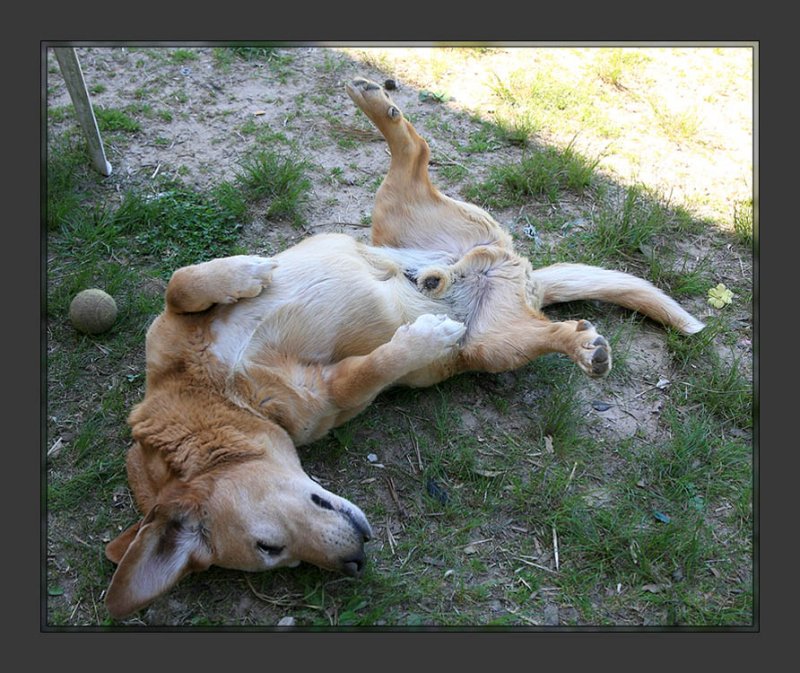 Dog day afternoon