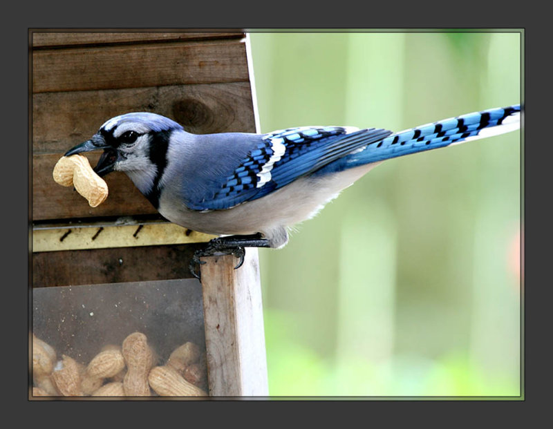 Blue Jay helping himself