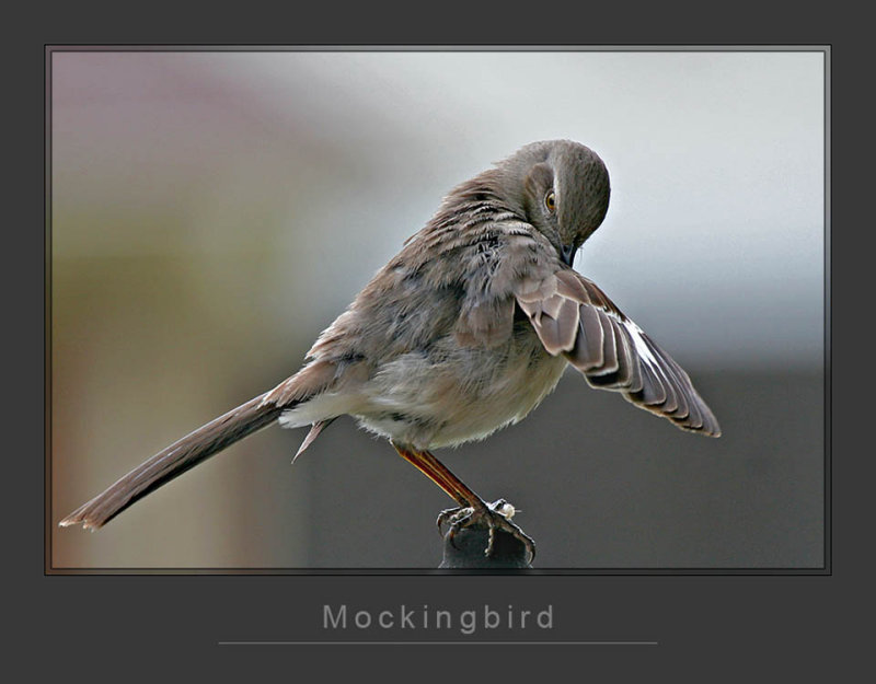 Mockingbird