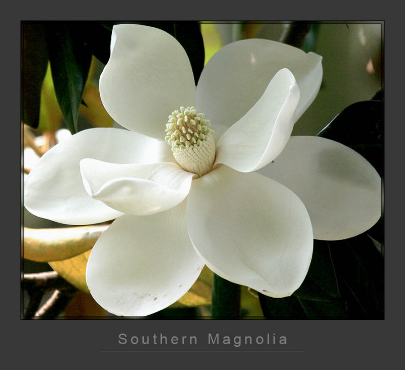 Southern Magnolia