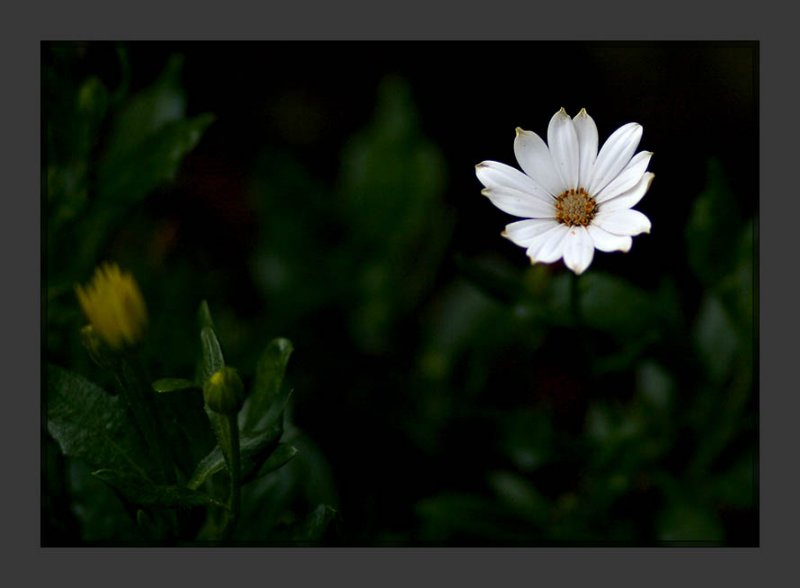 Daisy