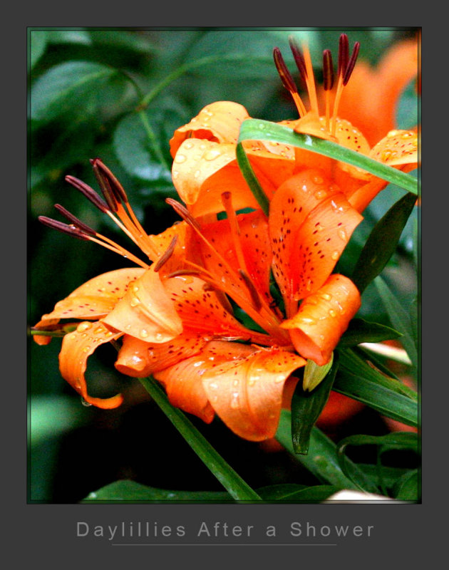 Daylillies