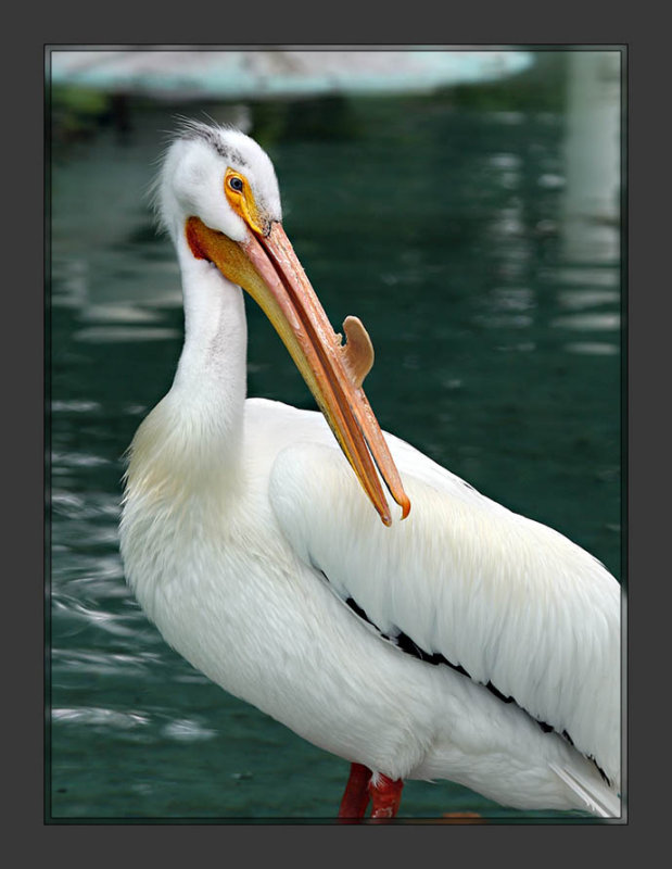 American White Pelican