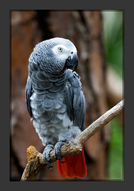 African Grey Parrot