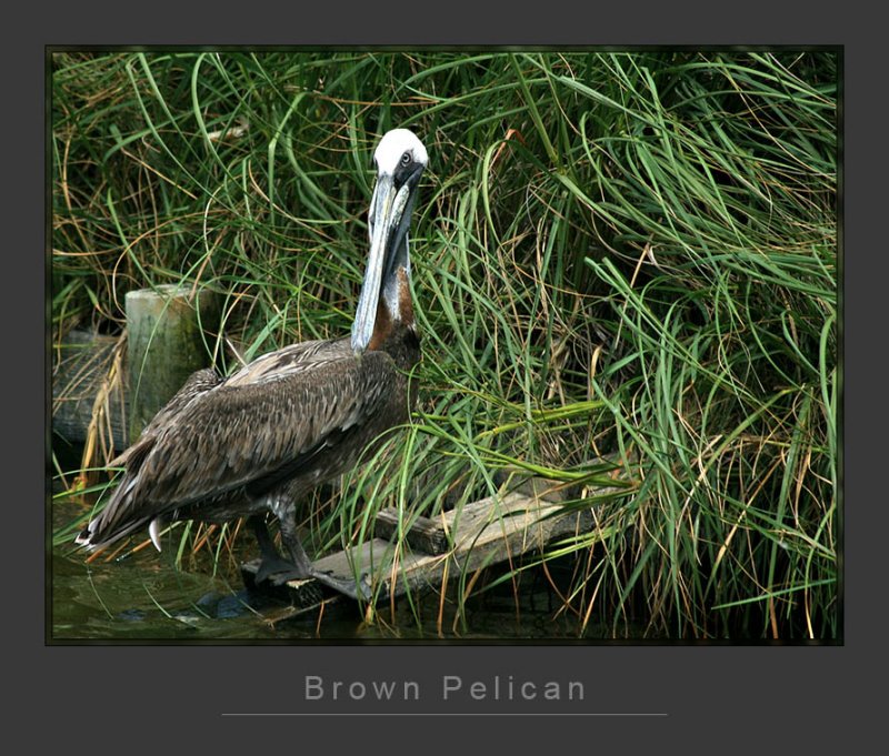 Brown Pelican