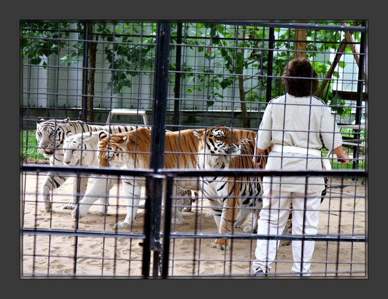 Tigers8