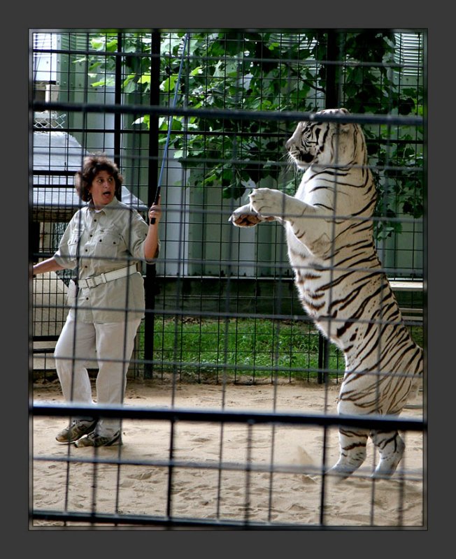 Tigers10