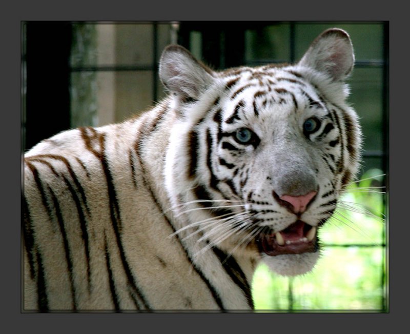 Tigers4