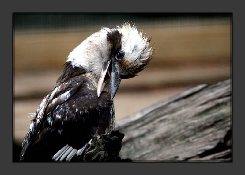 Kookabura