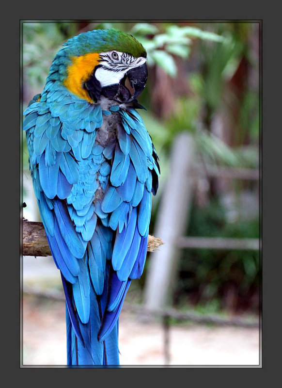 Macaw