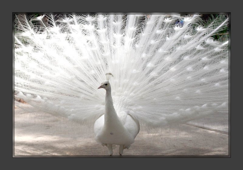 Peacock_1
