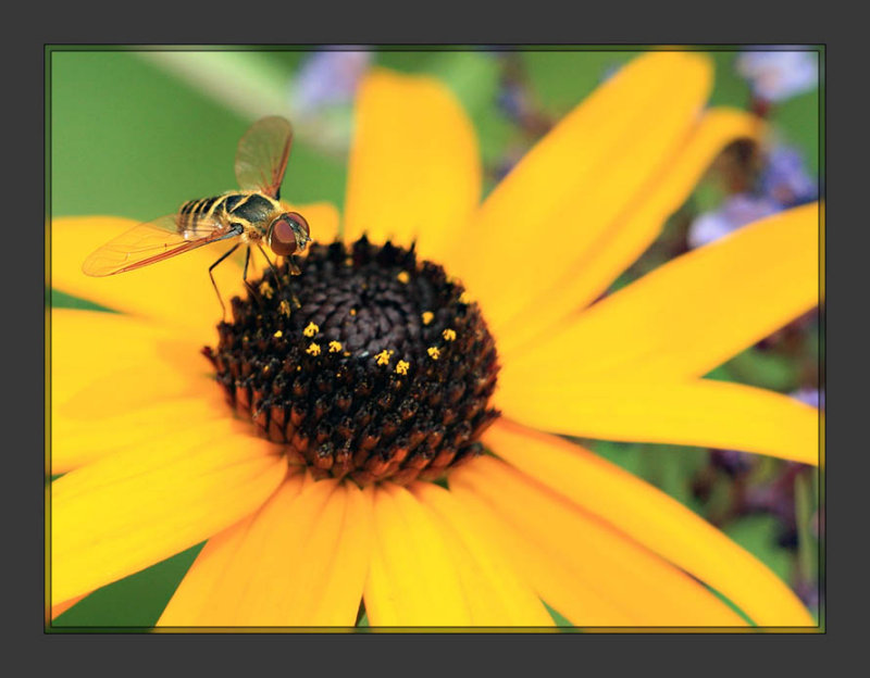 Bugging Miss Daisy