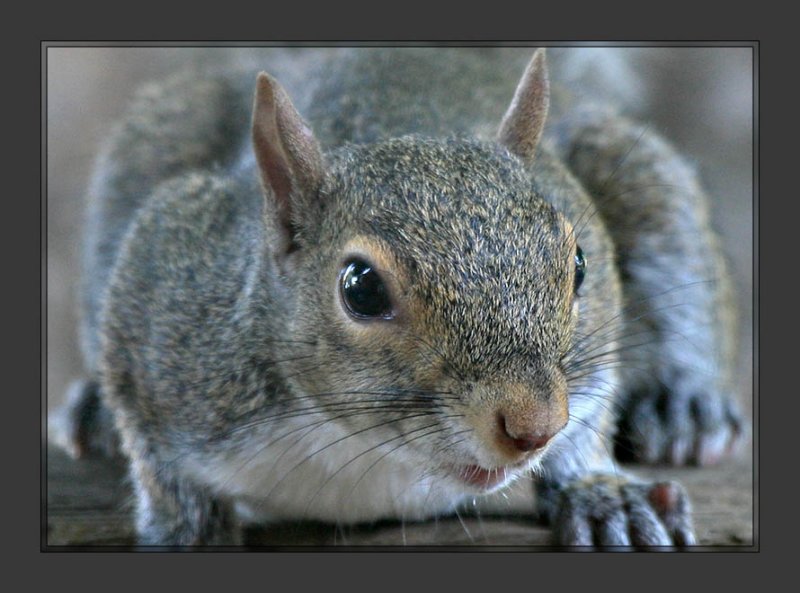Squirrel